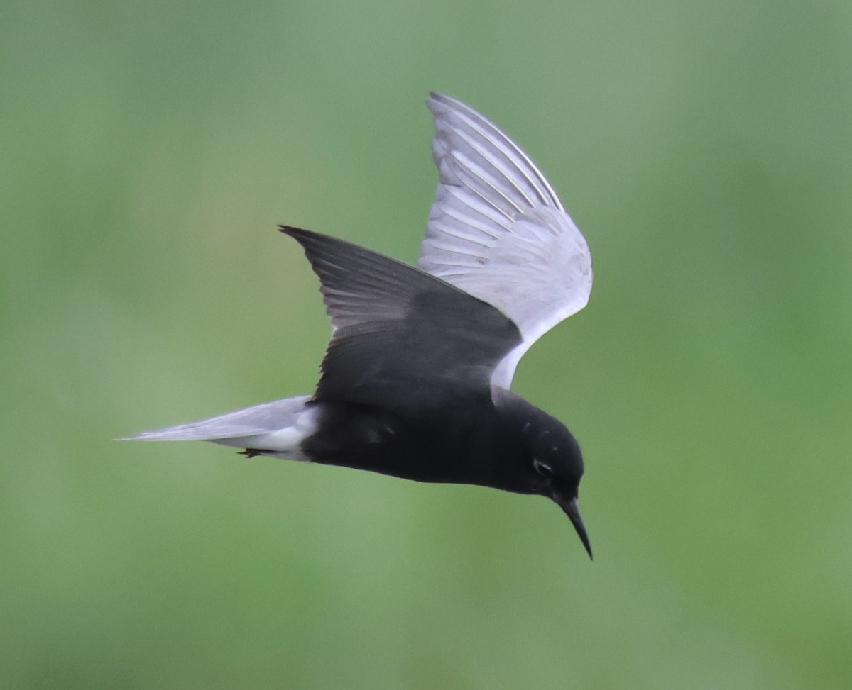 Black Tern - ML620827465