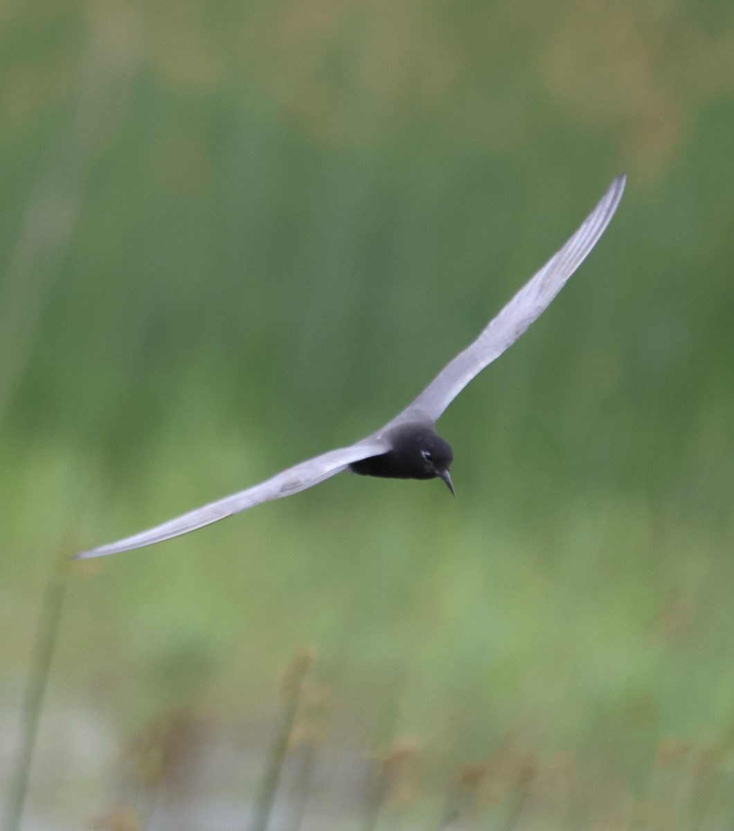 Black Tern - ML620827468