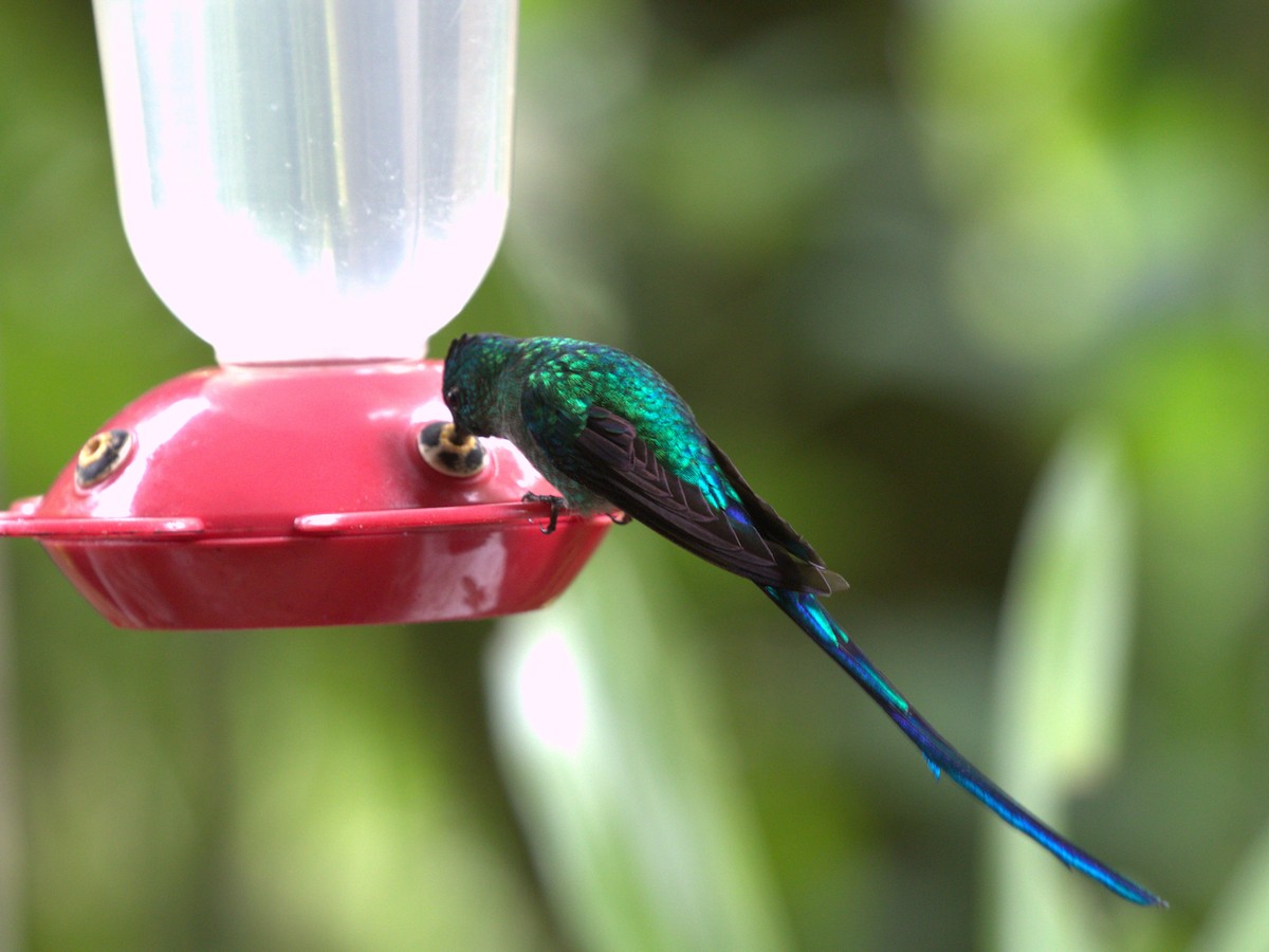 Long-tailed Sylph - ML620827471