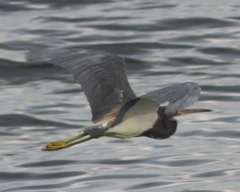 Tricolored Heron - ML620827482