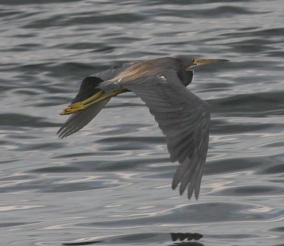 Tricolored Heron - ML620827483