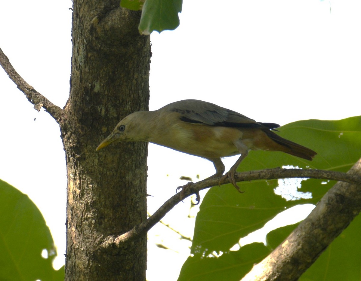 Malabar Starling - Lathika Anoth