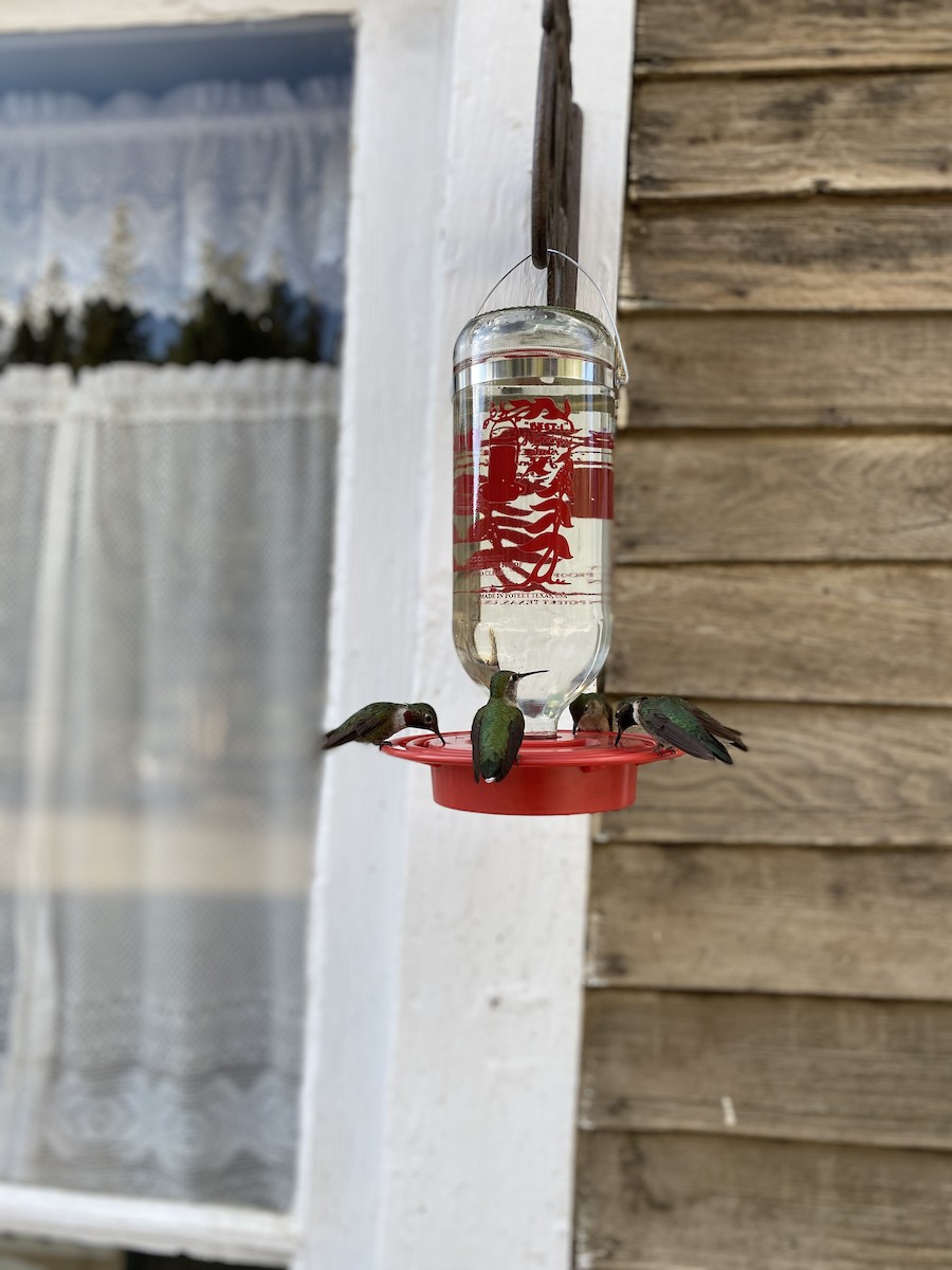 Broad-tailed Hummingbird - ML620827505