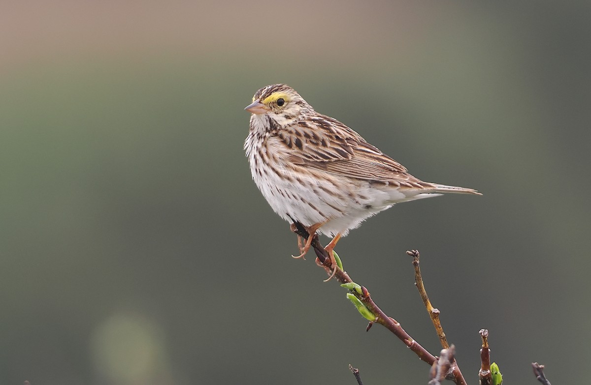 Savannah Sparrow - ML620827507