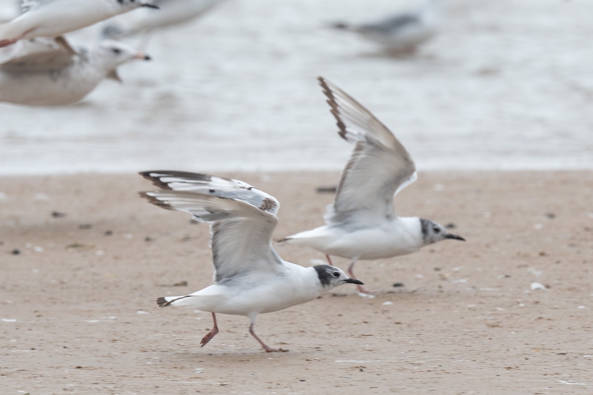 Bonaparte's Gull - ML620827508