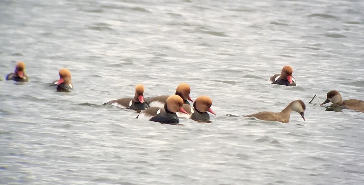 Red-crested Pochard - ML620827511