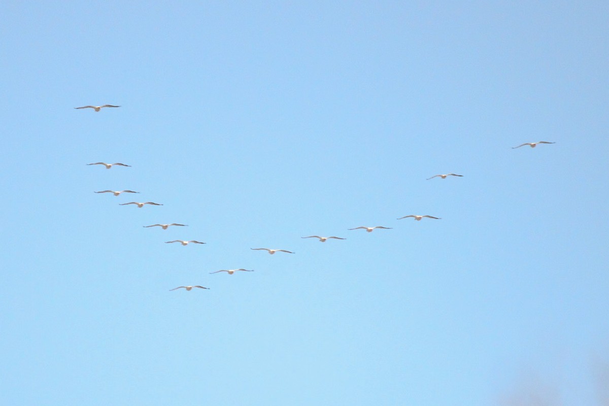 American White Pelican - ML620827512