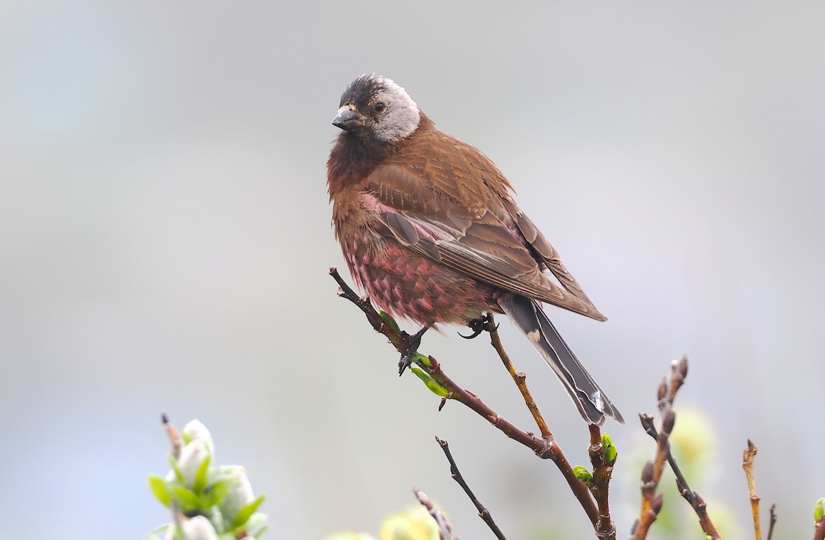 Gray-crowned Rosy-Finch (Aleutian and Kodiak Is.) - ML620827516