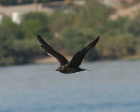 Long-tailed Jaeger - ML620827521