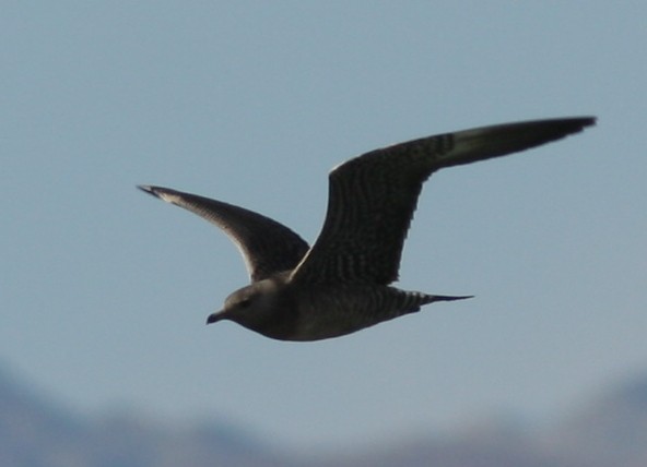 Long-tailed Jaeger - ML620827522