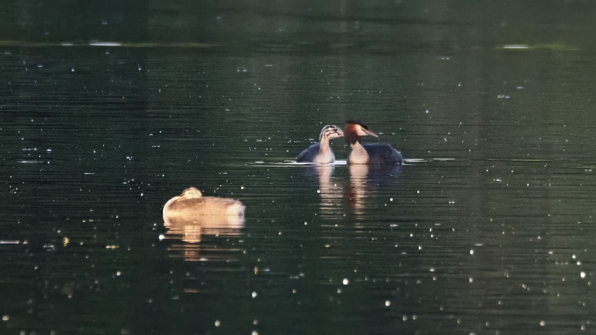 Great Crested Grebe - ML620827527