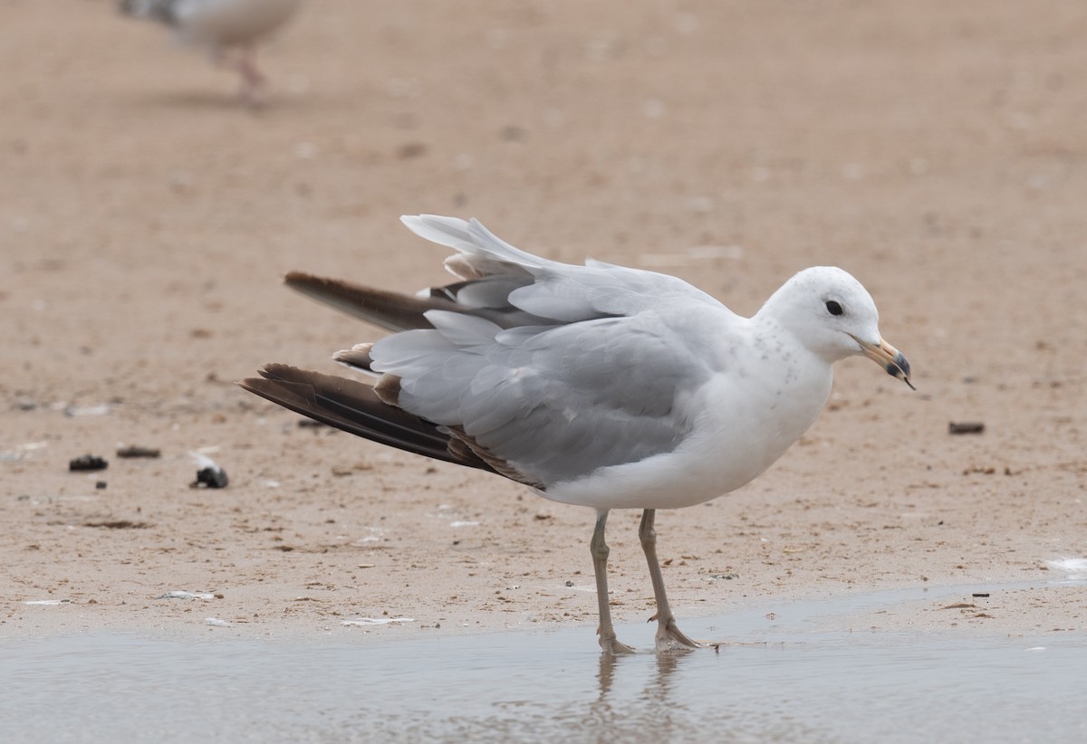 Ring-billed Gull - ML620827528