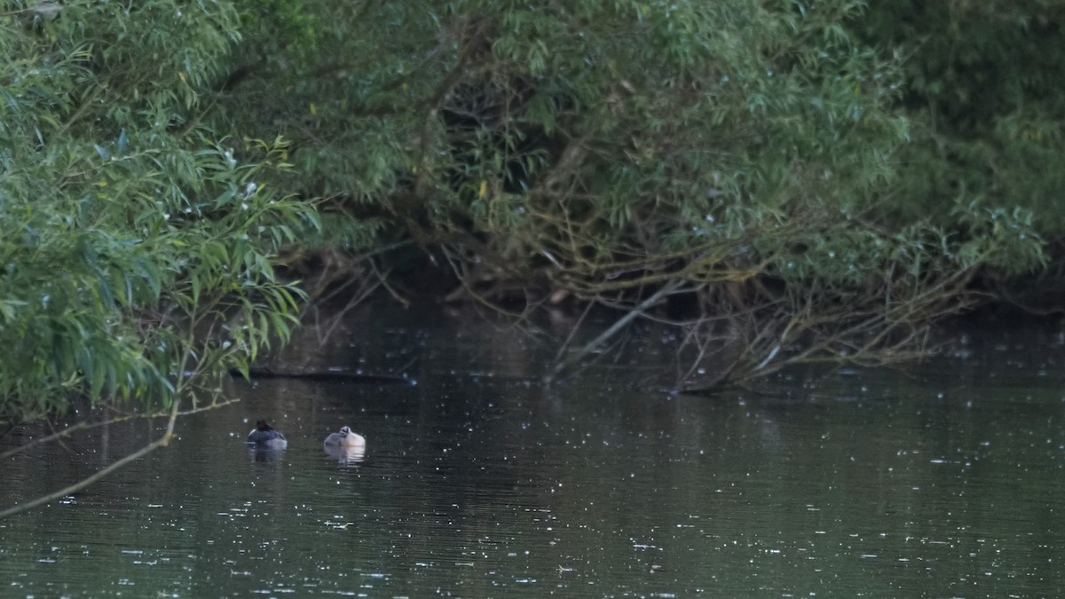 Great Crested Grebe - ML620827530