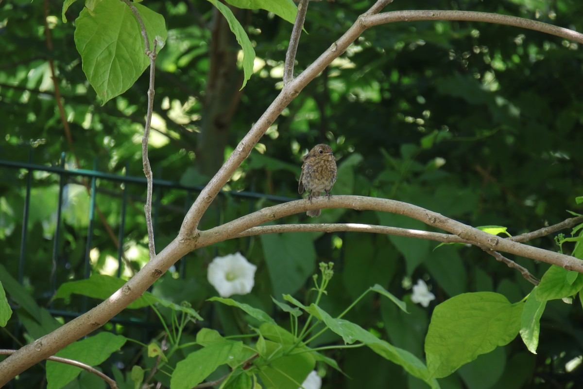 European Robin - ML620827532