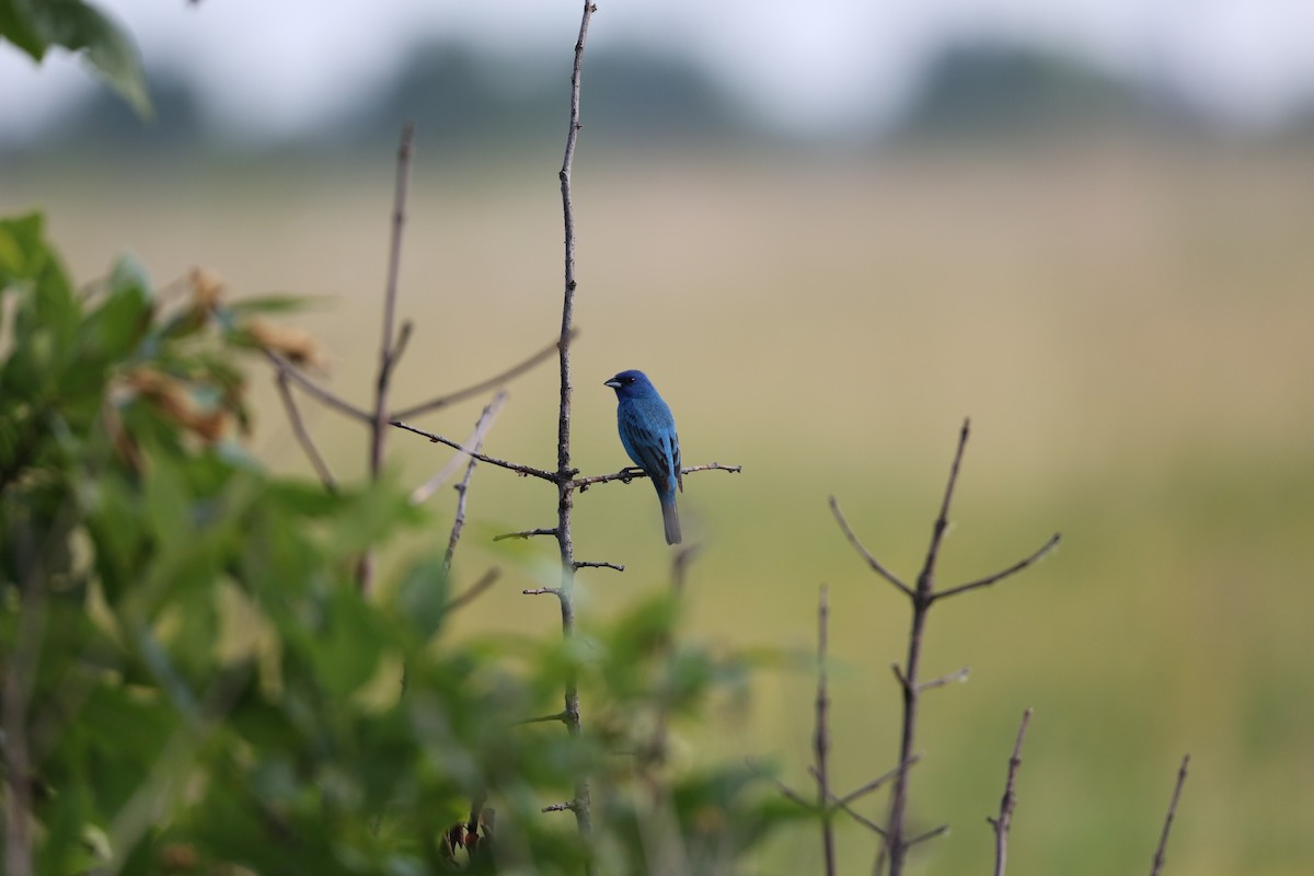 Indigo Bunting - ML620827534