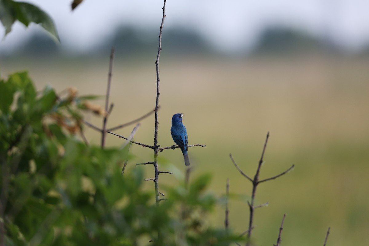 Indigo Bunting - ML620827535