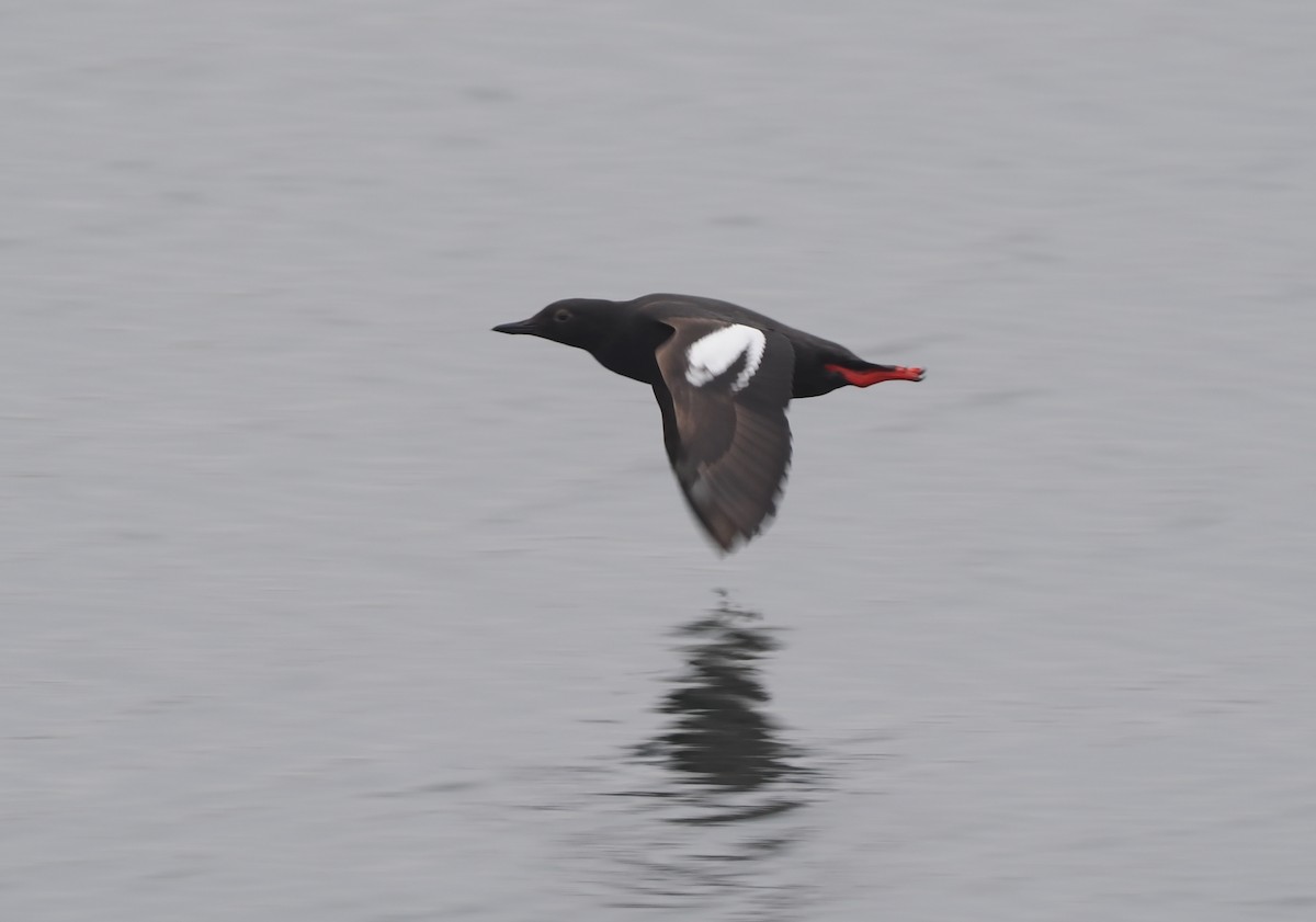 Pigeon Guillemot - ML620827536