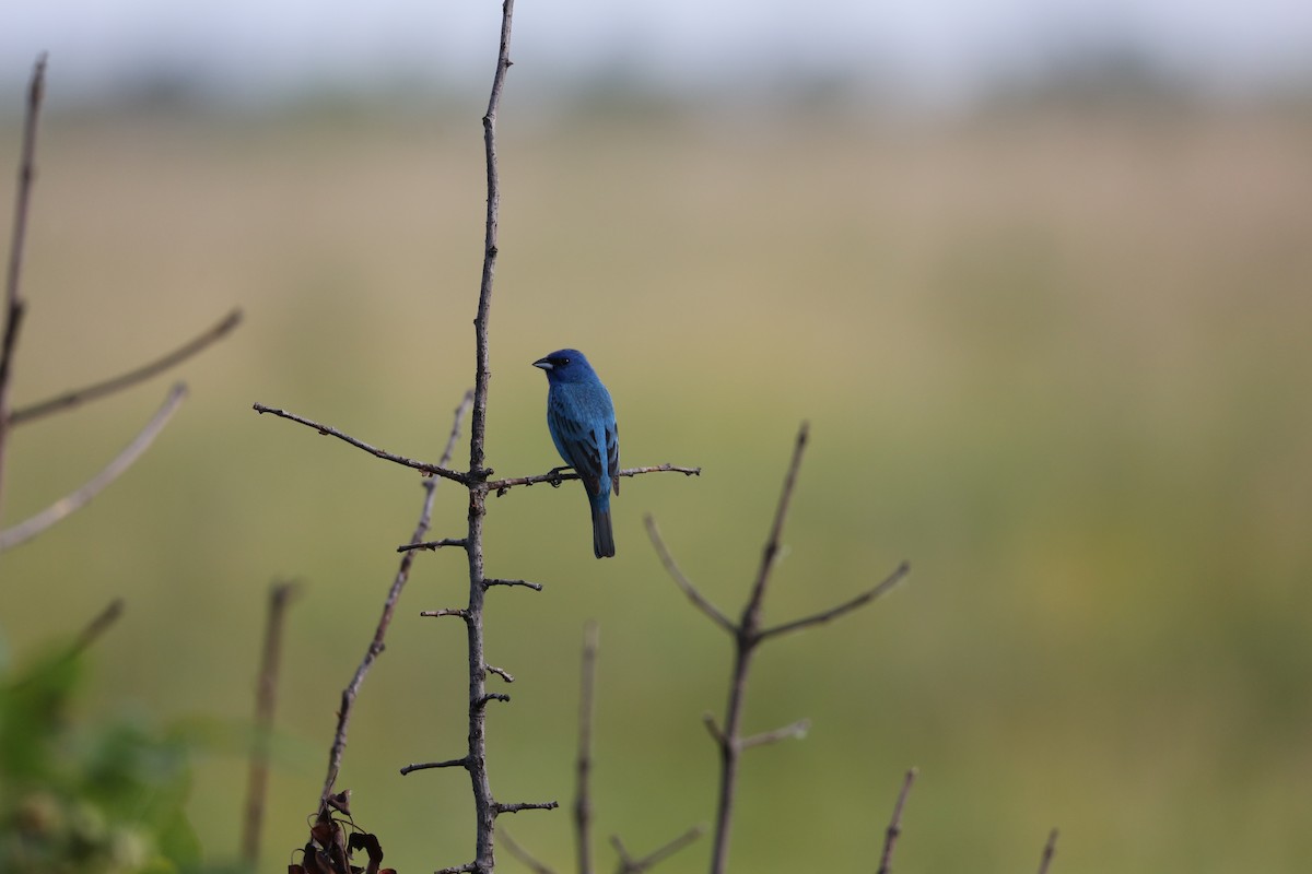 Indigo Bunting - ML620827539