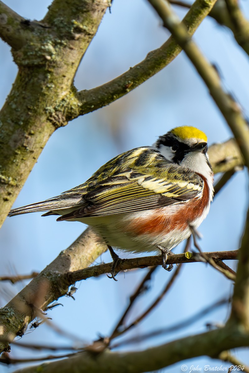 Chestnut-sided Warbler - ML620827542