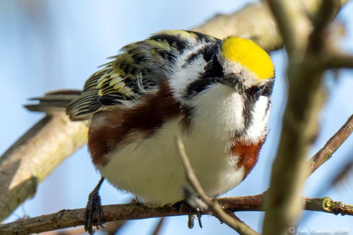 Chestnut-sided Warbler - ML620827544