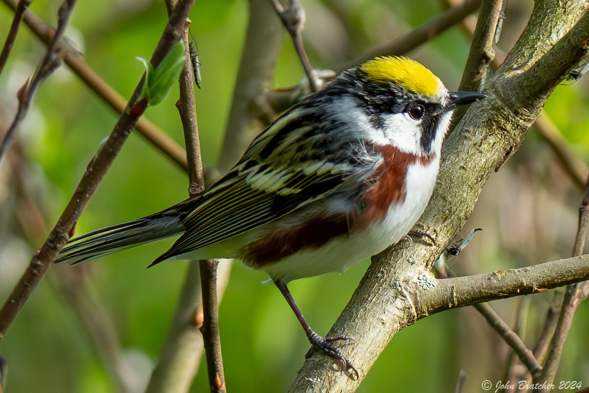 Chestnut-sided Warbler - ML620827547