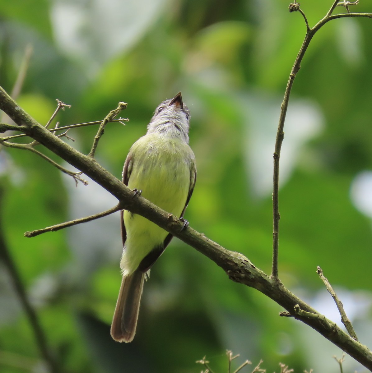 Sooty-headed Tyrannulet - ML620827550