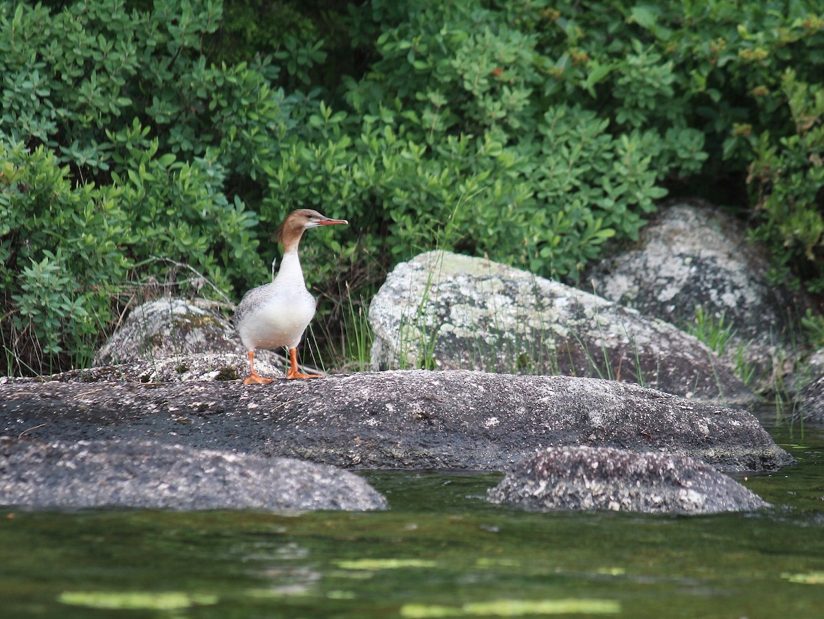 Common Merganser - Gideon Williams