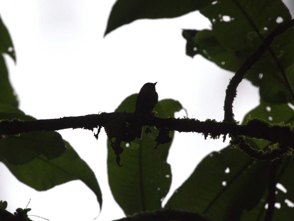 Cinnamon Flycatcher (Andean) - ML620827557