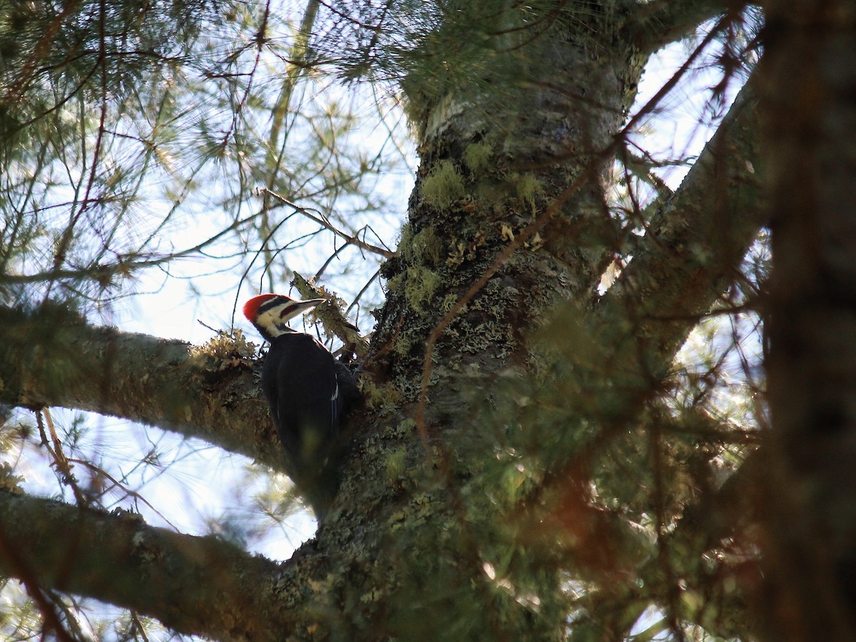 Pileated Woodpecker - ML620827558