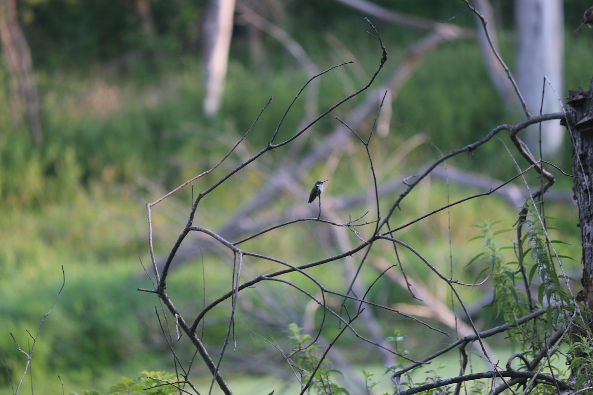 Ruby-throated Hummingbird - Aidan Kingsbury