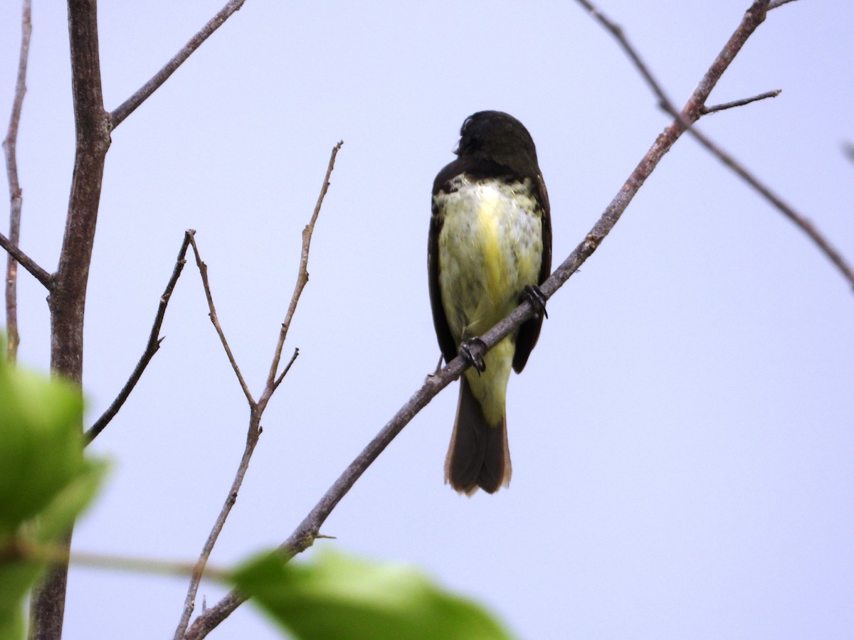 Yellow-bellied Seedeater - ML620827560