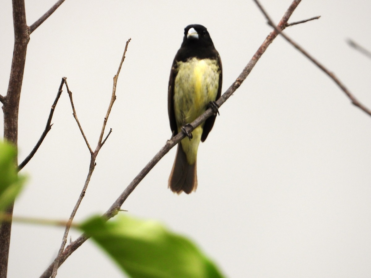 Yellow-bellied Seedeater - ML620827561