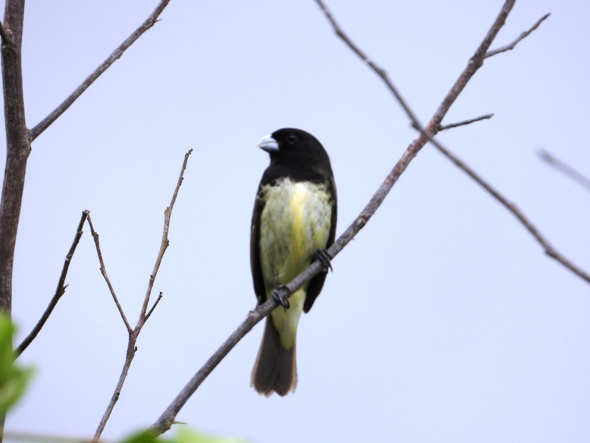 Yellow-bellied Seedeater - ML620827563