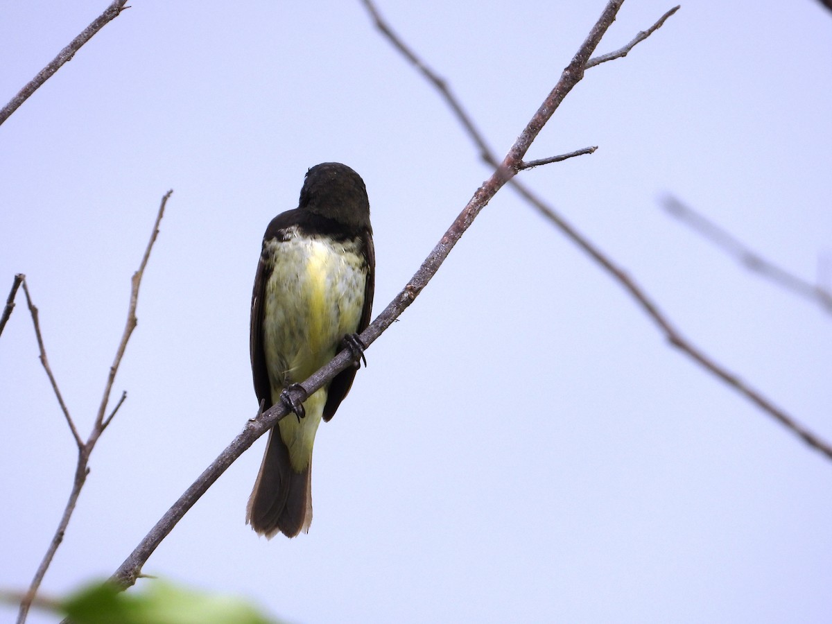 Yellow-bellied Seedeater - ML620827567