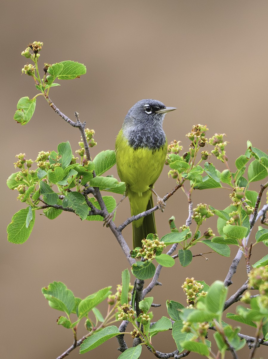 MacGillivray's Warbler - ML620827595