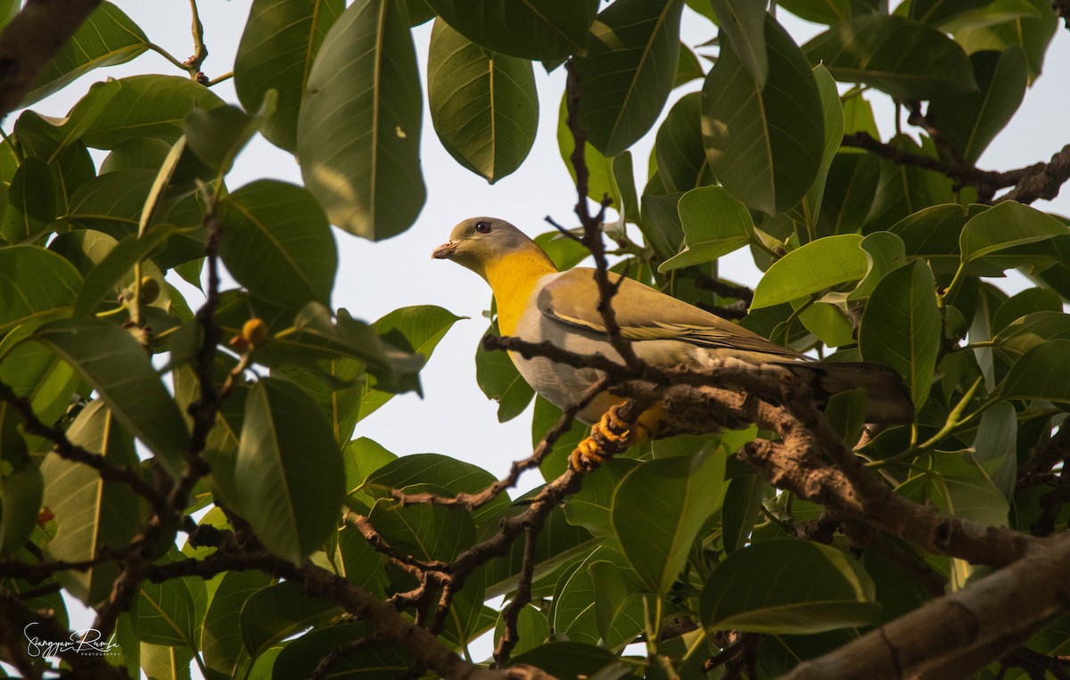 Yellow-footed Green-Pigeon - ML620827597