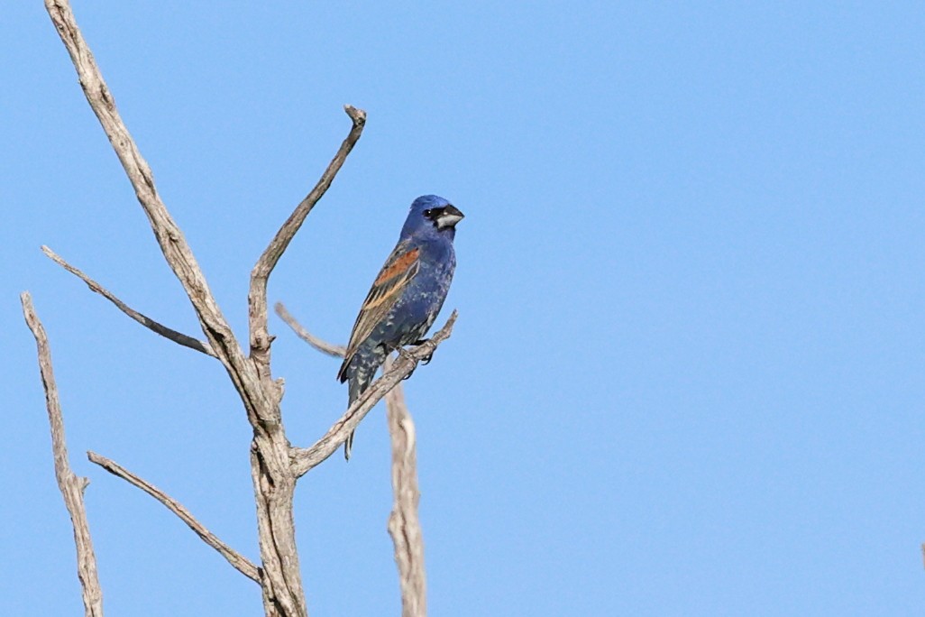 Blue Grosbeak - ML620827640