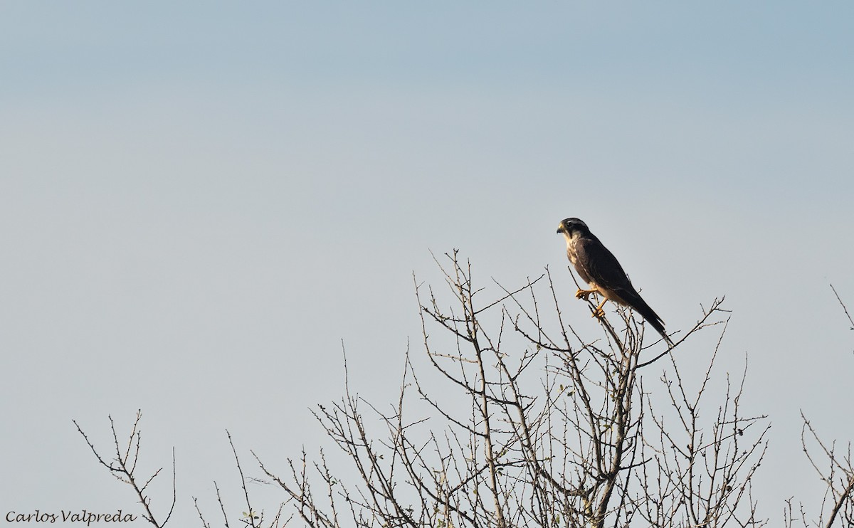 Aplomado Falcon - Carlos Valpreda