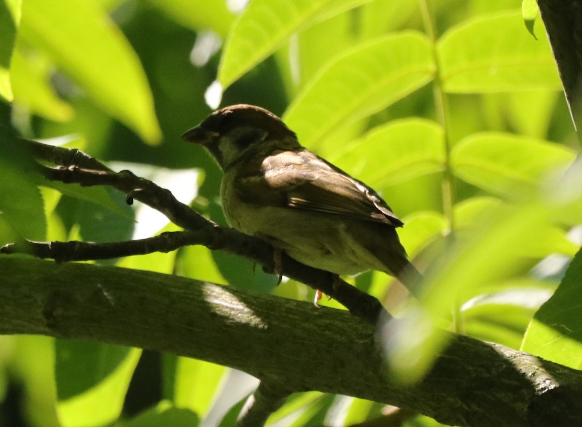 Eurasian Tree Sparrow - ML620827646