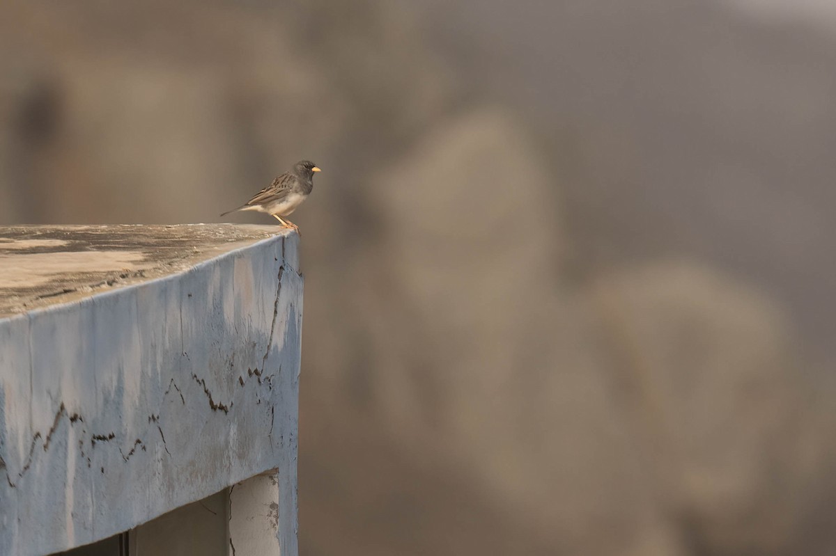 Band-tailed Sierra Finch - ML620827651