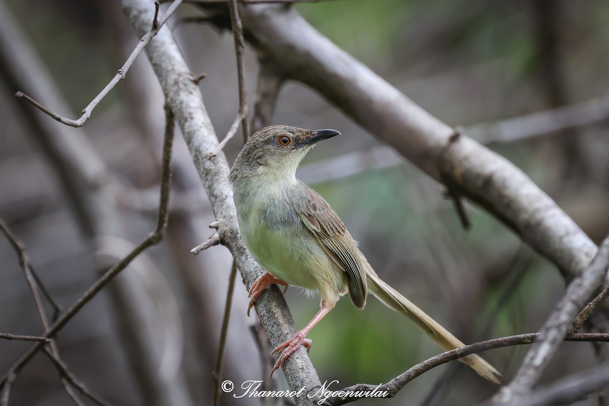 Brown Prinia - ML620827653