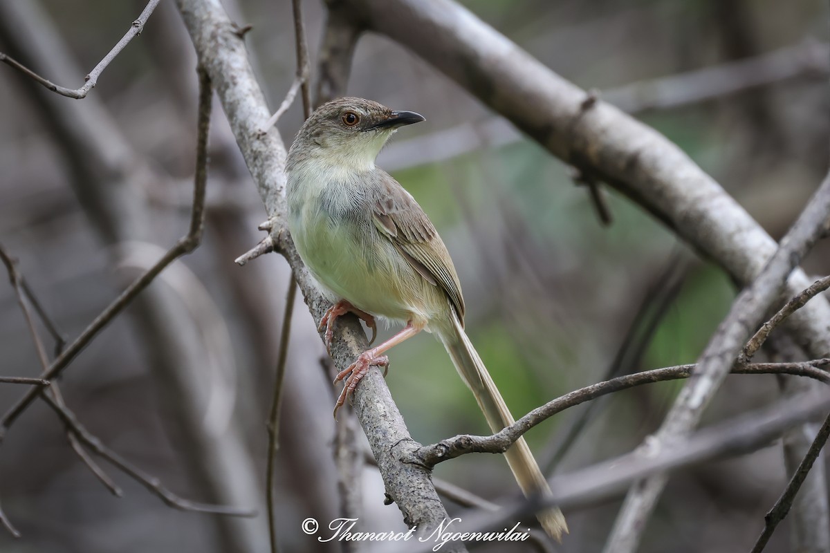 Brown Prinia - Thanarot Ngoenwilai