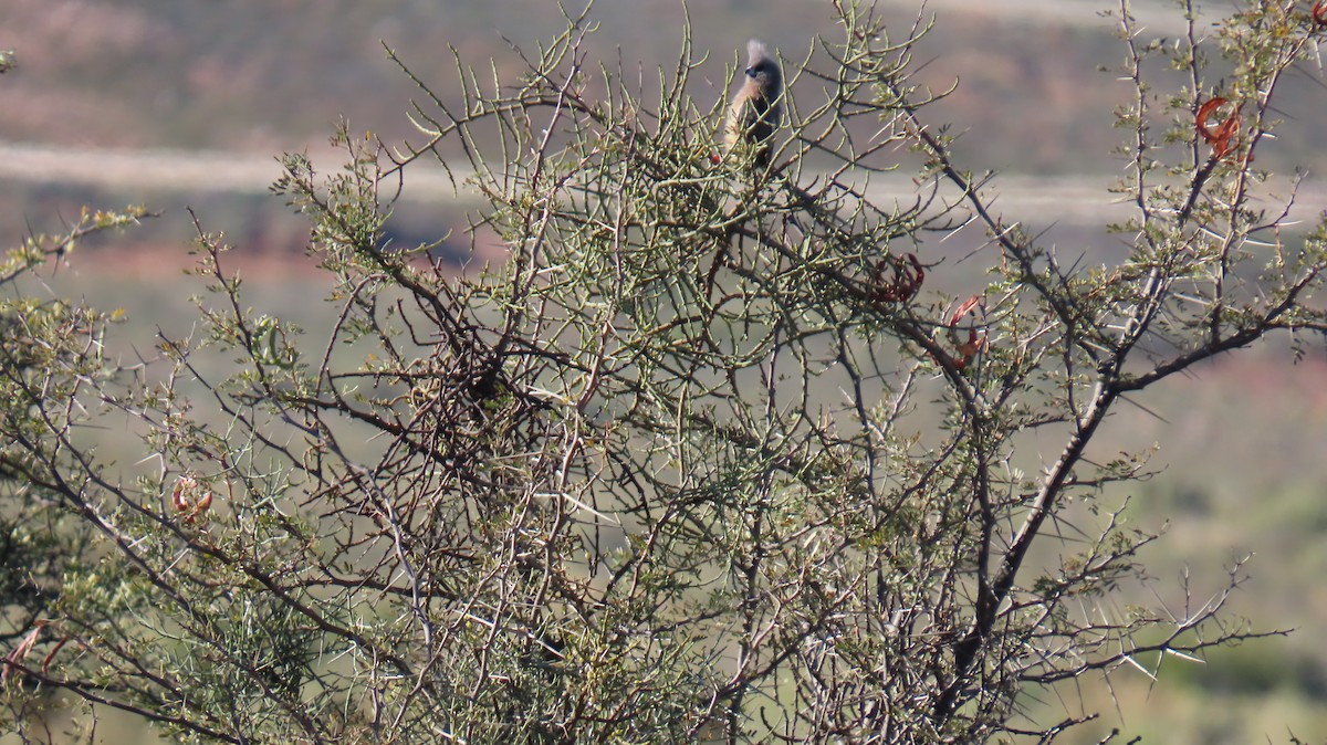 White-backed Mousebird - ML620827656