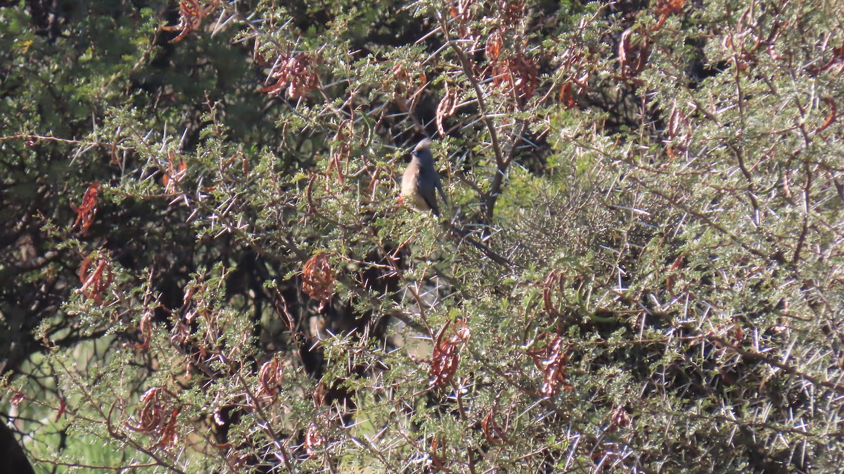 Pájaro Ratón Dorsiblanco - ML620827657