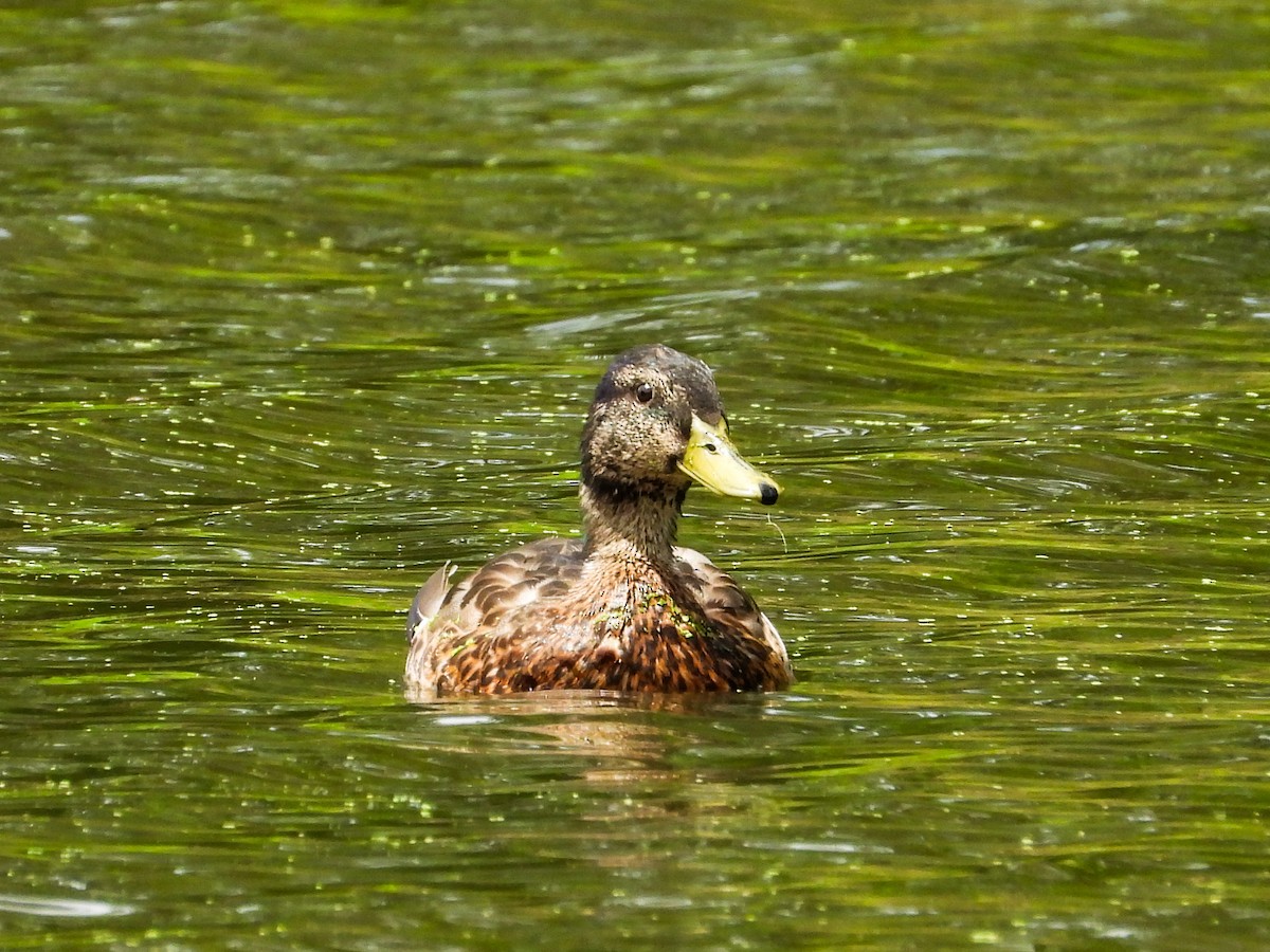 Mallard - ML620827659