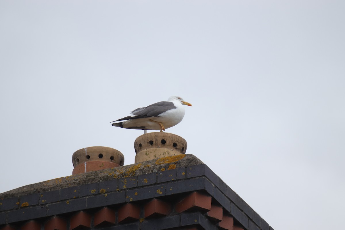 Lesser Black-backed Gull - ML620827660