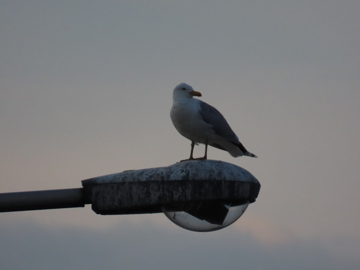 Herring Gull - ML620827663