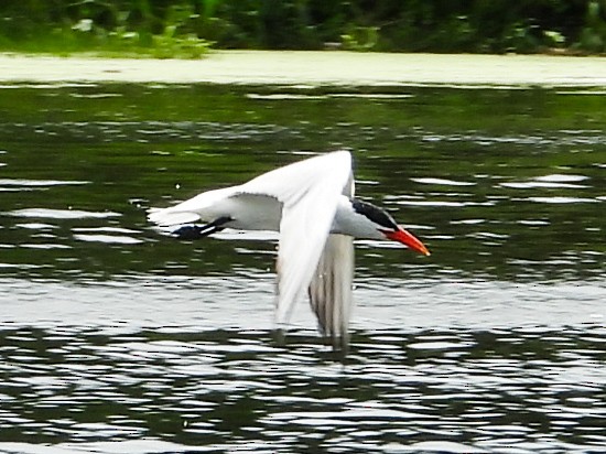 Caspian Tern - ML620827664