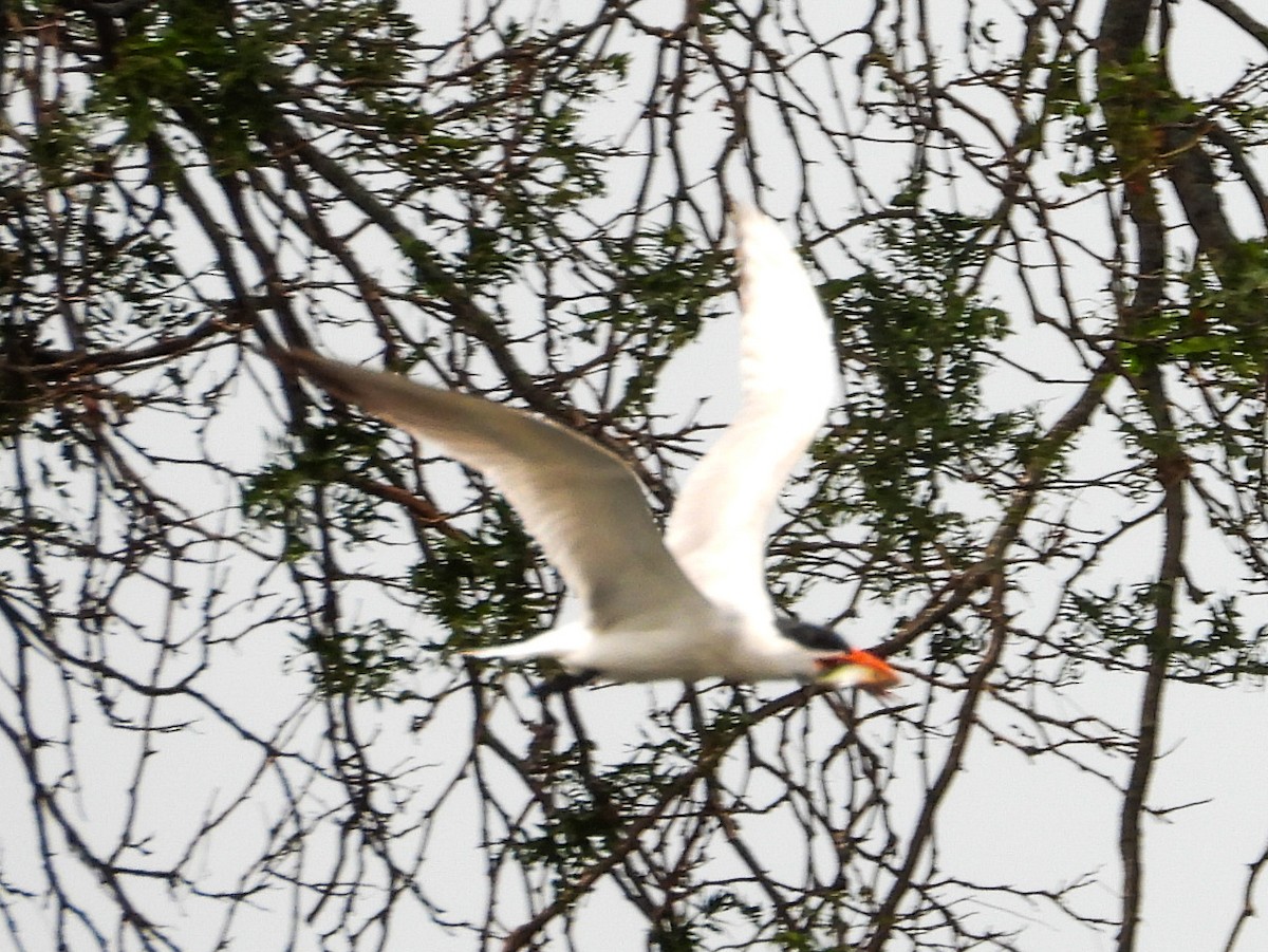 Caspian Tern - ML620827666