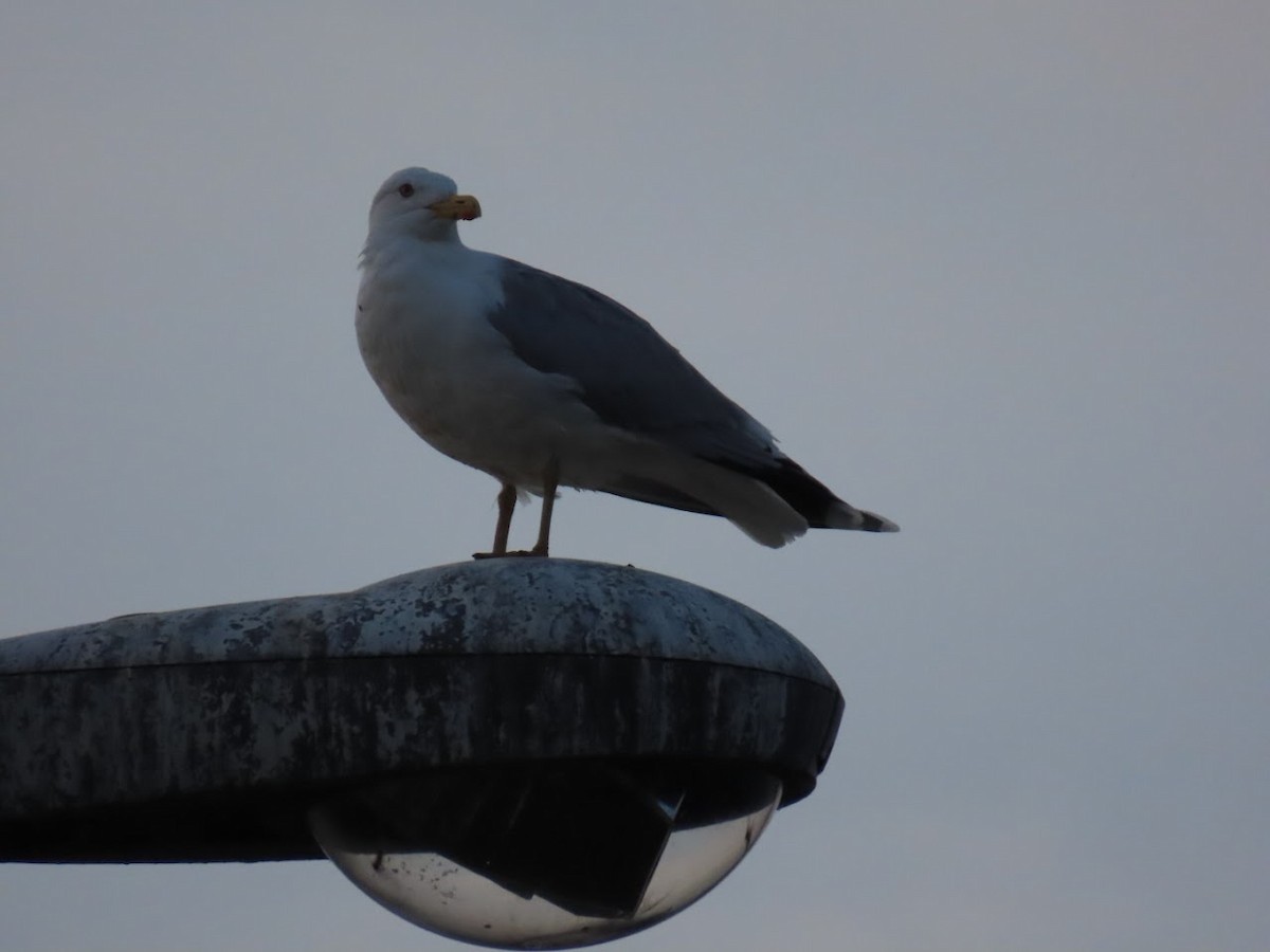 Herring Gull - ML620827667